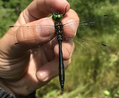 Somatochlora viridiaenea