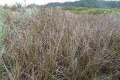 Juncus
