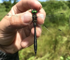 Somatochlora viridiaenea