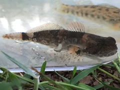 Cottus carolinae