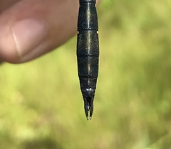 Somatochlora viridiaenea