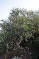 Acacia confusa