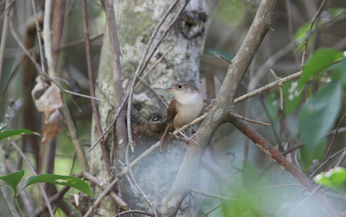 Cozumel Wren (Troglodytes beani), photo 8