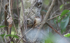 Troglodytes aedon beani