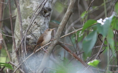 Troglodytes aedon beani