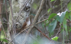 Troglodytes aedon beani