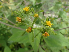 Sigesbeckia pubescens