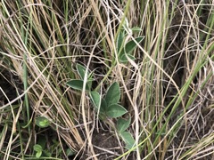 Argyrolobium