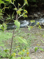 Sigesbeckia pubescens