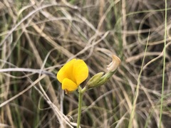 Argyrolobium