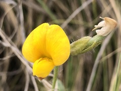 Argyrolobium