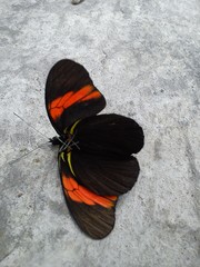 Pereute charops charops