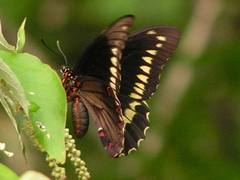 Battus polydamas polydamas