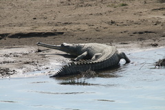 Gavialis gangeticus
