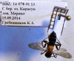 Arachnotheutes rufithorax