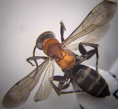 Arachnotheutes rufithorax