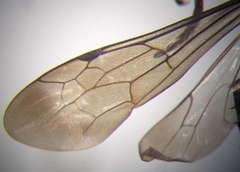 Arachnotheutes rufithorax