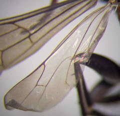 Arachnotheutes rufithorax