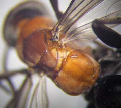Arachnotheutes rufithorax