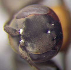 Arachnotheutes rufithorax