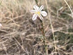 Chlorophytum cooperi