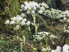 Angelica polymorpha