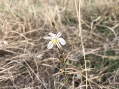 Chlorophytum cooperi