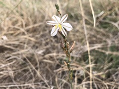 Chlorophytum cooperi
