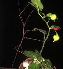 Otocrania pleuracantha