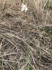 Chlorophytum cooperi