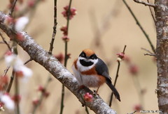 Black-Throated Bushtit photo 4
