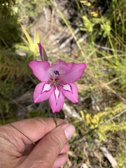 Gladiolus ornatus