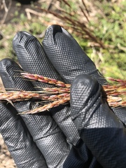 Sorghum leiocladum