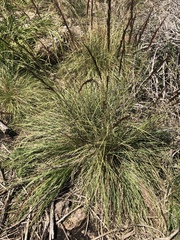 Sorghum leiocladum