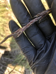 Sorghum leiocladum