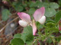 Ononis rotundifolia