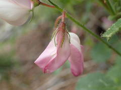 Ononis rotundifolia