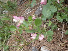 Ononis rotundifolia