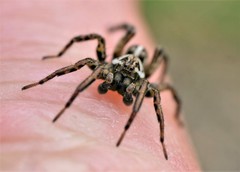 Artoriopsis expolita