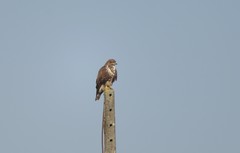 Buteo buteo
