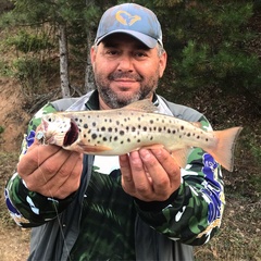 Salmo abanticus