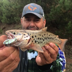 Salmo abanticus