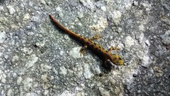 Triturus marmoratus