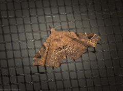 Esthlodora variabilis