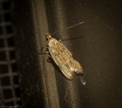 Atheropla nigricincta