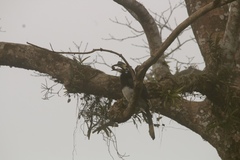 Anthracoceros albirostris