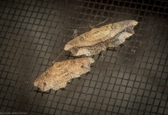 Philogethes metableta