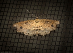 Philogethes metableta