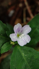 Strobilanthes tetrasperma