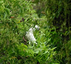 Cacatua sulphurea